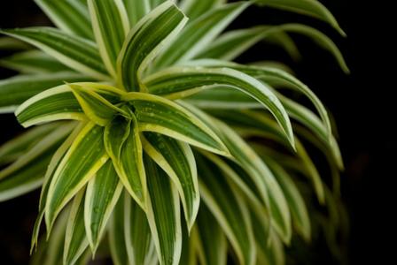 Plante verte