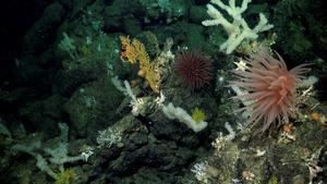 Des coraux, des éponges, des anémones, des crustacés, des échinodermes et d'autres espèces animales recensées par le véhicule sous-marin télécommandé SuBastian (ROV) lors de son exploration d'une dorsale sous-marine au nord de Roca Redonda, dans l'archipel des Galápagos (Équateur).