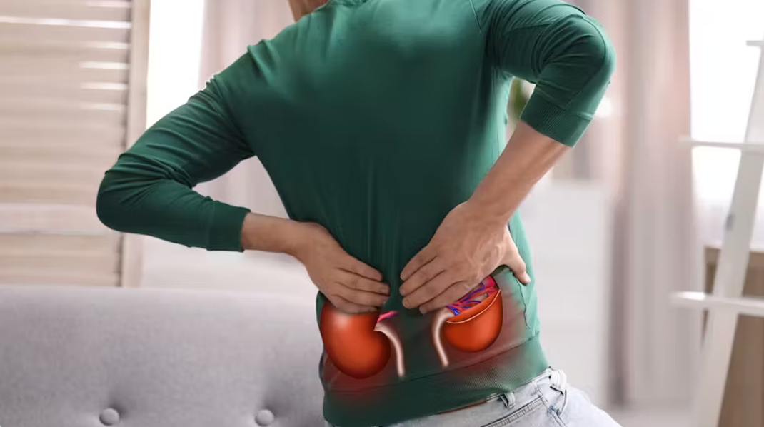 Les reins jouent un rôle essentiel dans le maintien de la santé générale en filtrant les déchets, les liquides excédentaires et les électrolytes