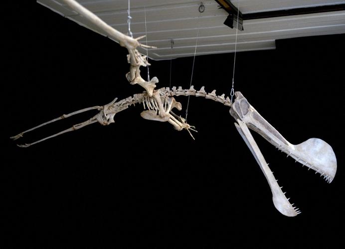 Une réplique du fossile d'un ptérosaure de l'espèce « Tropeognathus Mesembrinus » est exposée au Musée national de l'Université fédérale de Rio de Janeiro, au Brésil, le 20 mars 2013.