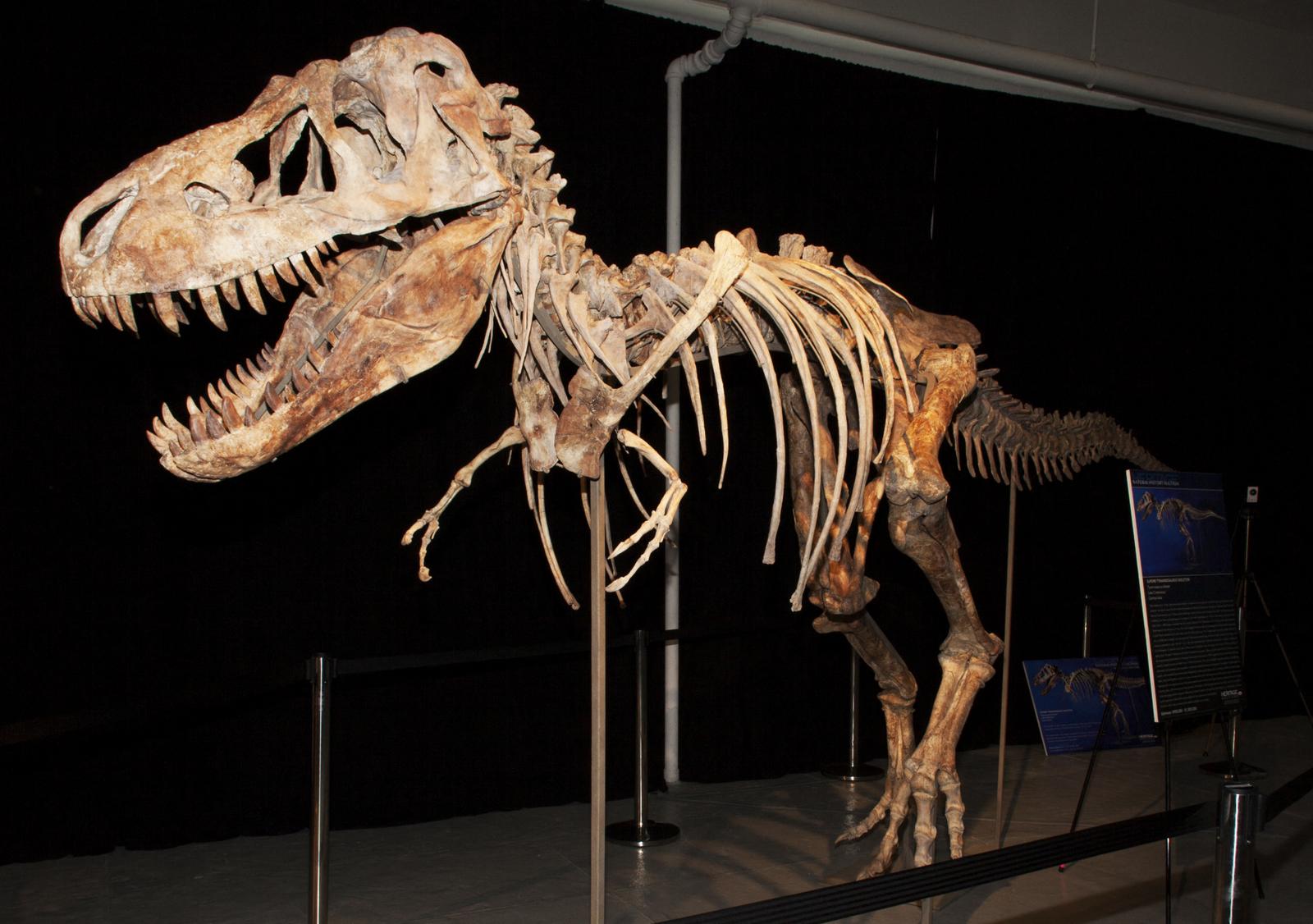 Un squelette de dinosaure Tyrannosaurus bataar presque complet pillé dans le désert de Gobi en Mongolie.