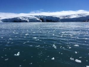 Les acariens sont fréquents en Antarctique - il en existe des centaines d'espèces.