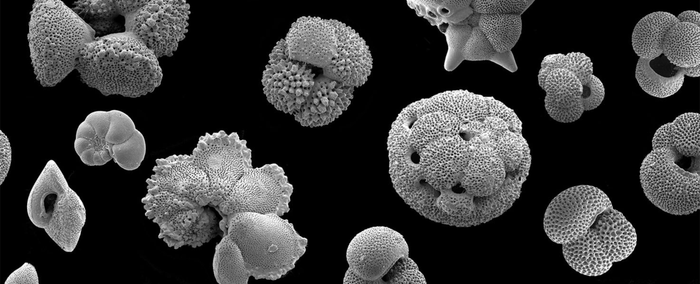 Ces coquilles fossilisées de foraminifères, datant de 35 à 45 millions d'années, ont été découvertes en Tanzanie. Elles appartiennent toutes à des espèces aujourd'hui éteintes. Les plus grandes mesurent environ un demi-millimètre de diamètre.