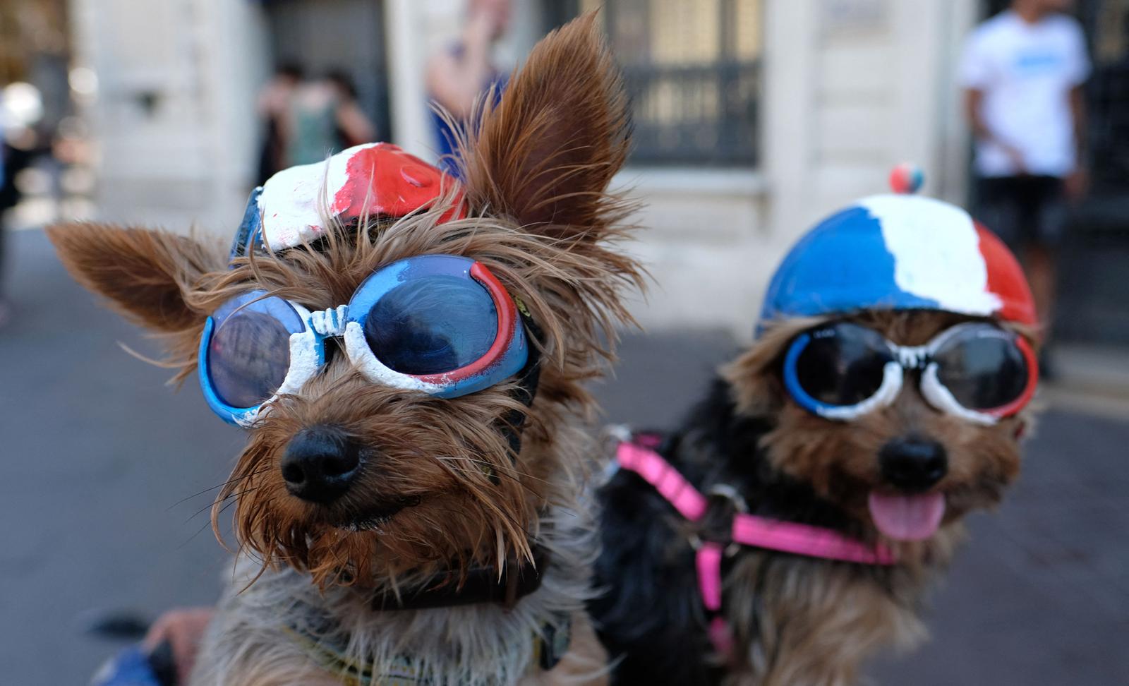 chiens