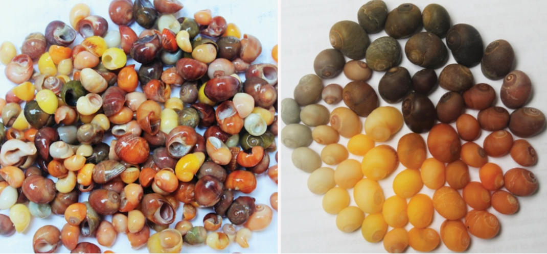 Variabilité de couleur de L. obtusata.