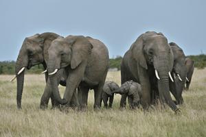 éléphants AFP