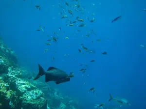 Poissons dans la mer (image d'illustration)