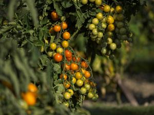 Tomates