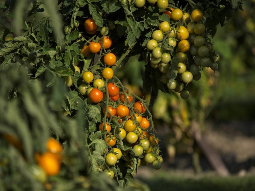 Tomates