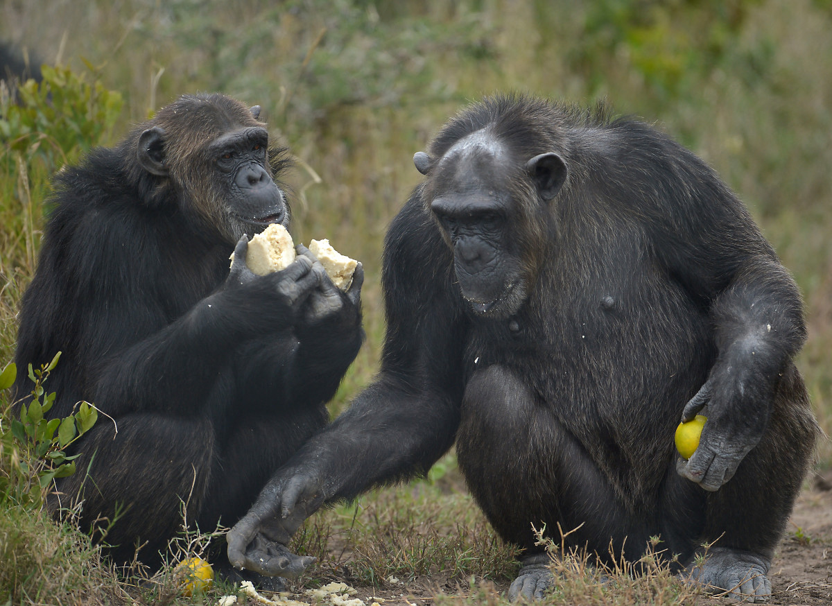 Les grands singes utilisent les contacts physiques depuis six millions d'années pour apaiser les tensions et préserver la cohésion sociale
