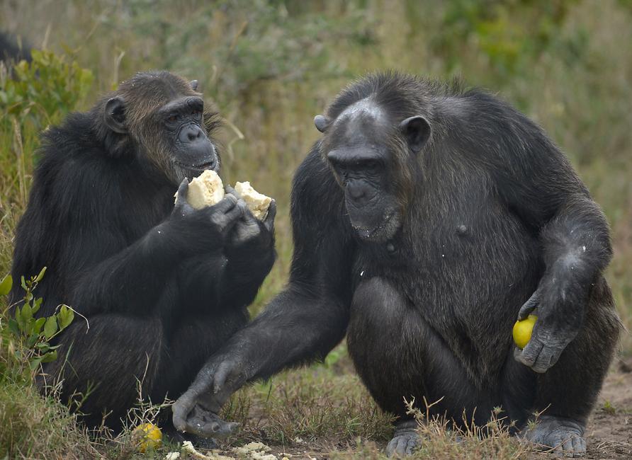 Une photo prise le 14 juillet 2016 montre des chimpanzés mâles secourus en train de manger dans un enclos du sanctuaire de Sweetwaters, au Kenya.