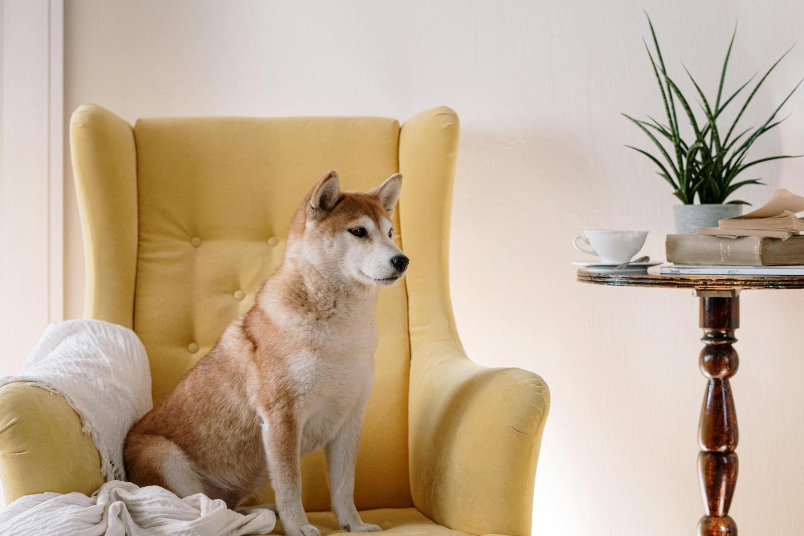 Les plantes en pot ne sont pas des purificateurs d'air naturels, et les chiens ne sont pas de dangereux émetteurs de polluants.