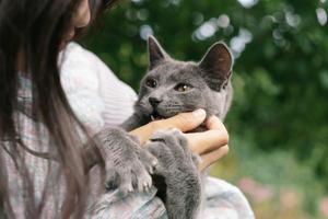 Les chats de thérapie sont utilisés pour soulager la solitude et le stress.